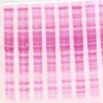 Cocinando un western blot