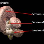 El viaje en el tiempo de nuestro cerebro