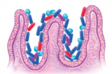 Intestino_microbiota