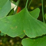 Ginkgo biloba, un árbol único.