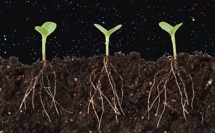 Plants Can ‘Talk’ To Each Other by Clicking Their Roots